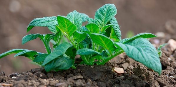 Cómo hacer un plan de abonado de la patata 6 abonado de la patata en fertirrigación