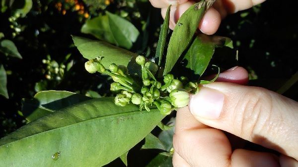 Función de los nutrientes en los cítricos 3 fase de floración cítricos