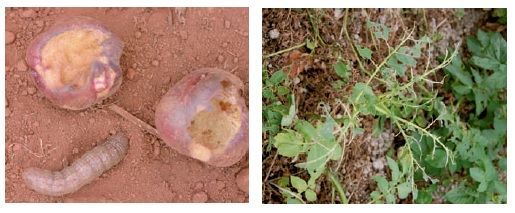 Descubre las principales plagas de la patata 6 síntomas de gusano gris y otros lepidópteros en patata