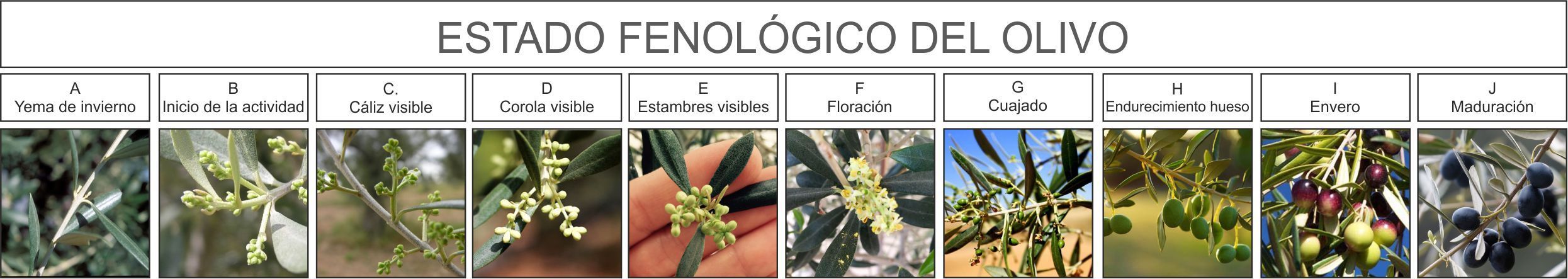 Cómo realizar el abonado del olivar 5 fenología en el abonado del olivo
