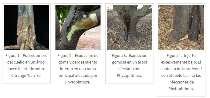 Plagas y enfermedades del naranjo 9 enfermedad de gomosis en los cítricos