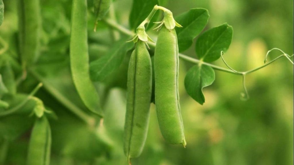 Cómo plantar guisantes en el huerto 7 Cultivo de guisantes