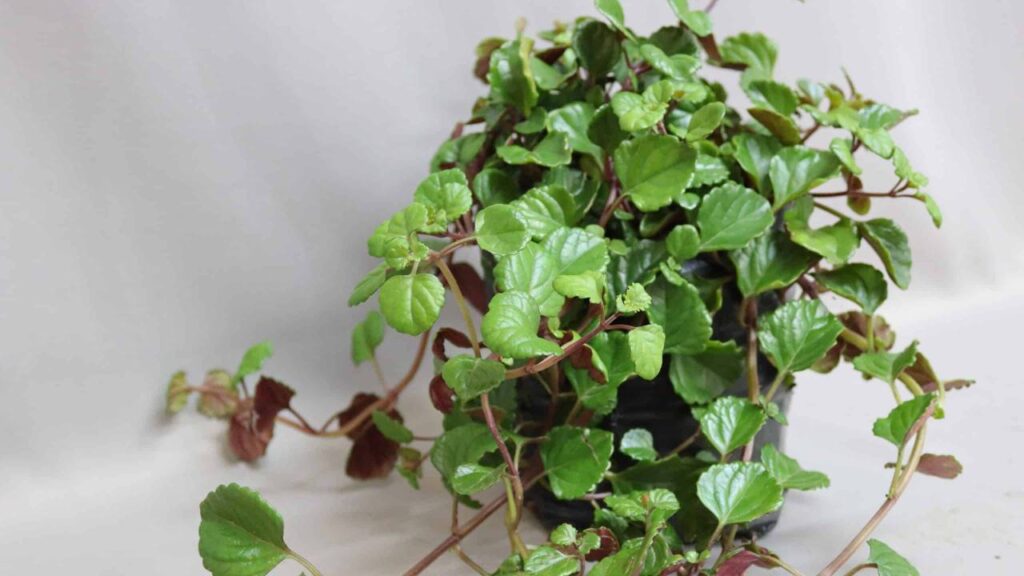Cómo cultivar la planta del dinero en casa 3 planta del dinero cultivo