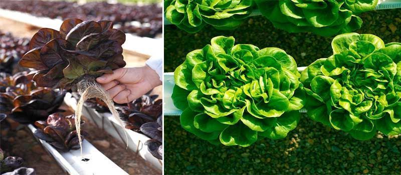 Guía para producir lechuga hidropónica 4 cultivo de lechuga hidropónica