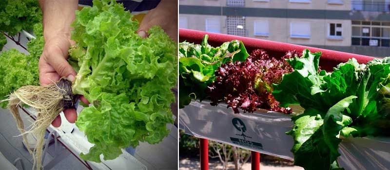 Guía para producir lechuga hidropónica 5 desarrollo de lechugas hidropónicas