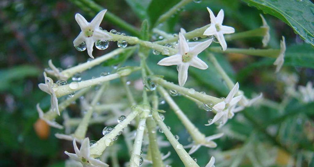 Cómo cultivar la dama de noche o galán de noche 7 Dama de noche Cestrum nocturnum