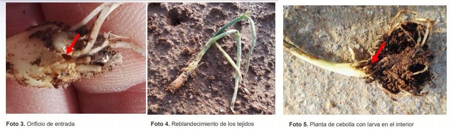 Cómo plantar cebollas en el huerto 9 Daños por mosca de la cebolla