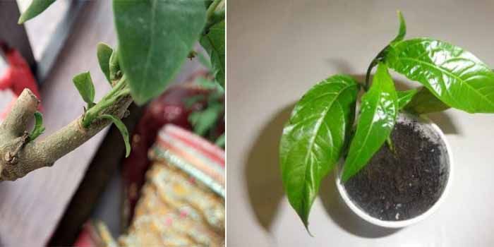 Cómo cultivar la dama de noche o galán de noche 4 multiplicación del galán de noche