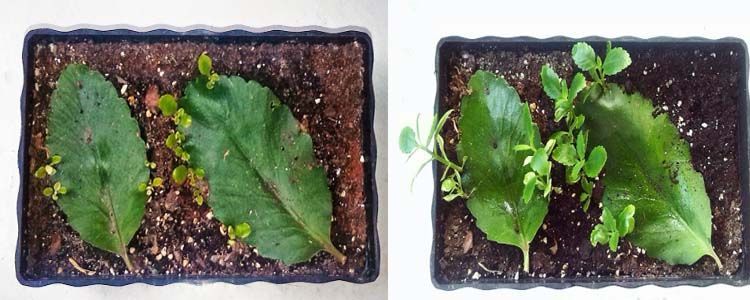 Kalanchoe daigremontiana: consejos, cuidados y propiedades 6 reproducción kalanchoe