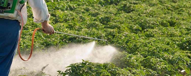 Abono foliar: tipos y claves para nutrir a nuestras plantas 3 Aplicación de abono foliar de nitrato cálcico