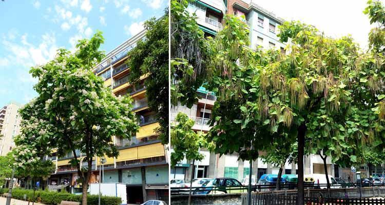 Guía de necesidades del árbol catalpa 3 Características de catalpa