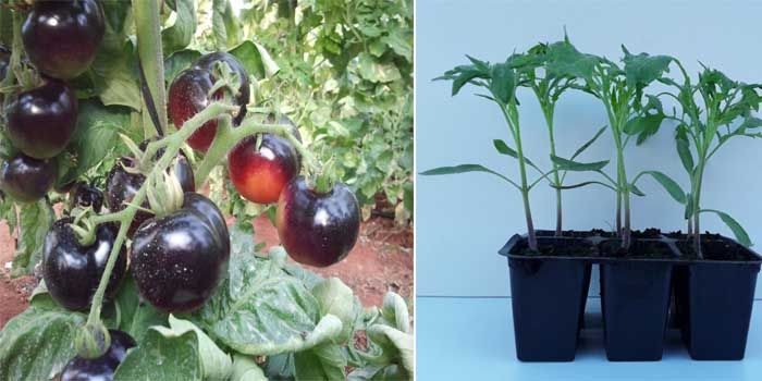 Tomate azul: la moda que nos trae beneficios 4 Características del tomate tipo azul