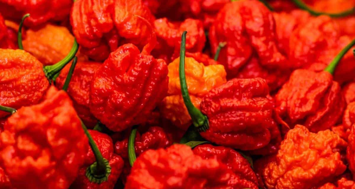 Carolina Reaper: cómo cultivar el chile más picante 2 Carolina reaper chile