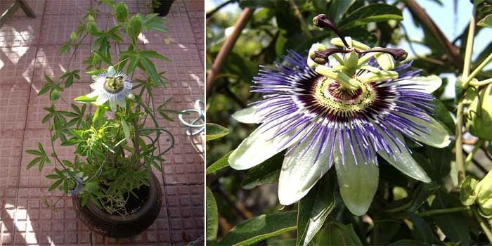 Cómo cultivar la flor de la pasión (Passiflora caerulea) 5 Cultivo en macetas de pasionaria