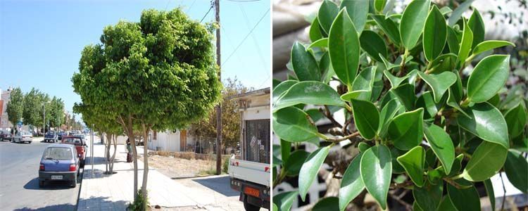 Ficus benjamina: guía de cuidados y mantenimiento 5 Cuidados de Ficus Benjamina en el jardín