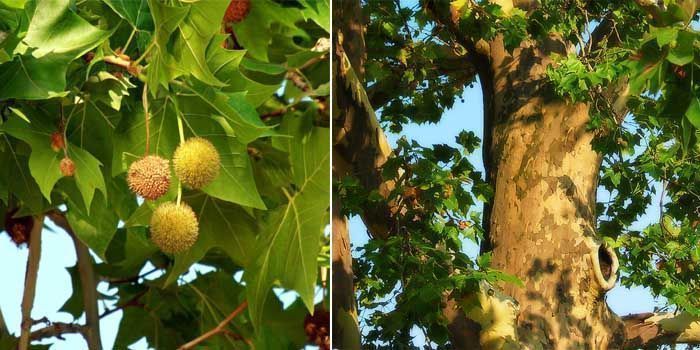 Plátano de sombra: características y cuidados 3 Cuidados del plátano de sombra