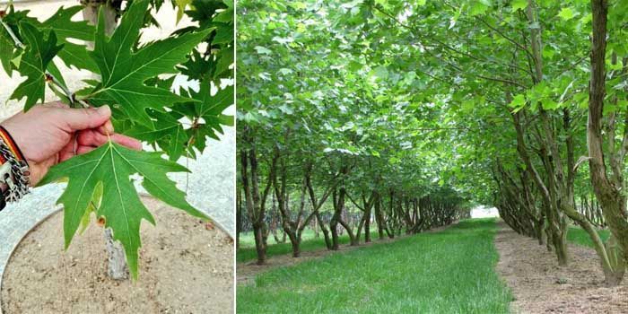 Plátano de sombra: características y cuidados 4 Cultivo del plátano de paseo