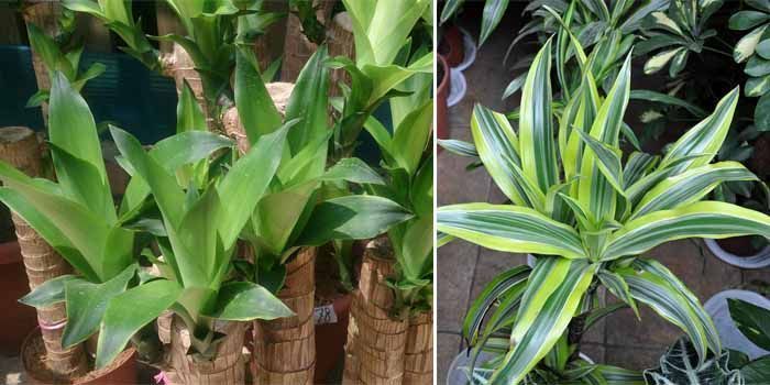 Cultivo y cuidados del tronco de Brasil 4 Cómo cultivar palo de Brasil
