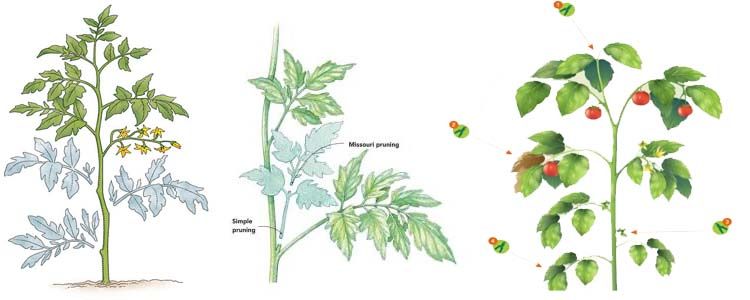 Cómo podar los tomates en su desarrollo 3 Cómo podar los tomates en desarrollo