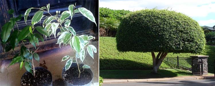 Ficus benjamina: guía de cuidados y mantenimiento 4 Desarrollo del árbol Ficus benjamina