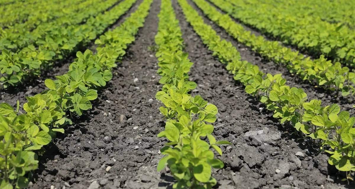 Cómo usar el fertilizante nitrato de potasio 2 Plantas en fase inicial cultivadas