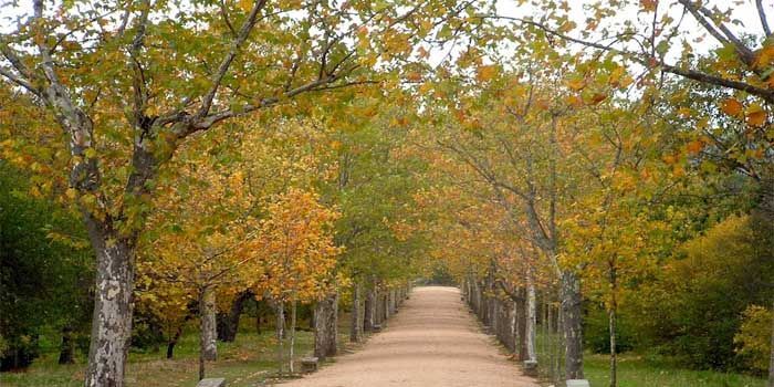 Plátano de sombra: características y cuidados 5 Plátano de sombra o Platanus × hispanica
