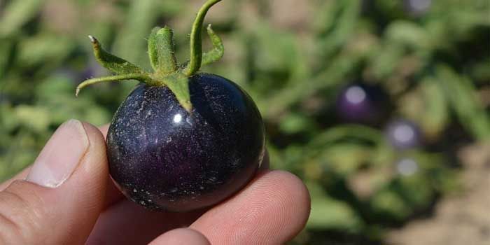Tomate azul: la moda que nos trae beneficios 2 Propiedades del tomate azul