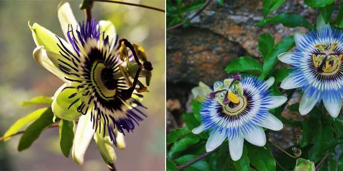 Cómo cultivar la flor de la pasión (Passiflora caerulea) 4 propiedades de la flor de la pasión