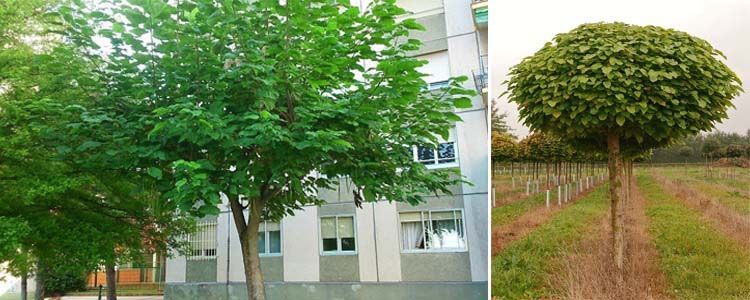 Guía de necesidades del árbol catalpa 5 Árbol catalpa
