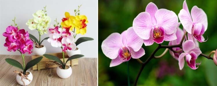Como cuidar una orquídea en casa 🥇 3 Cuidados de las orquídeas
