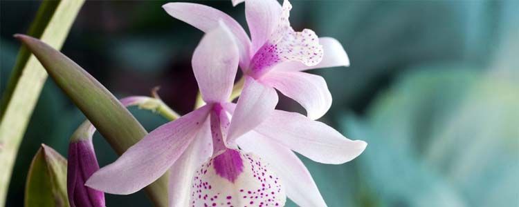 Como cuidar una orquídea en casa 🥇 5 Cuidados de orquídeas