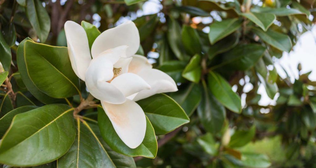 Cuidados del magnolio (Magnolia grandiflora) 13 Cuidados magnolio jardín