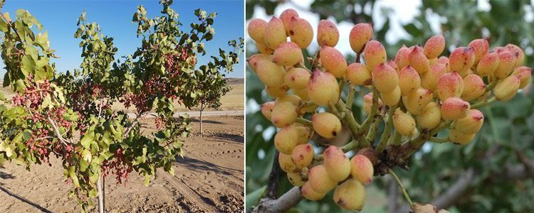 Guía completa para plantar pistachos 3 Cultivo del pistacho en España