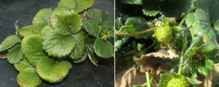 Cómo identificar y combatir la araña roja 8 Daños en fresa por Tetranychus turkestani