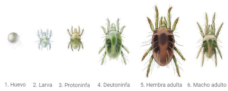 Cómo identificar y combatir la araña roja 3 Etapas de desarrollo araña roja