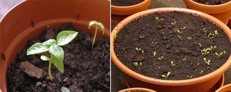 Principales cuidados de la albahaca en casa 5 Cuidados de la albahaca en germinación