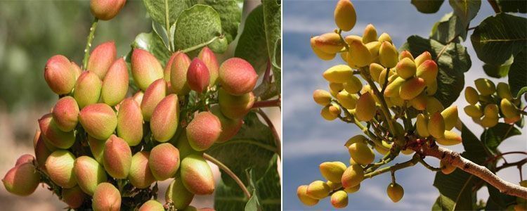 Guía completa para plantar pistachos 7 Guía de cultivo del pistachero