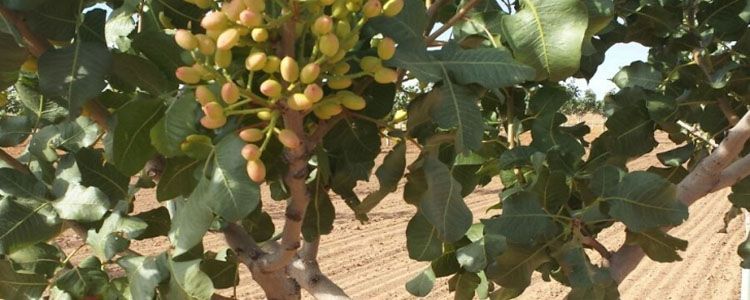 Guía completa para plantar pistachos 6 Producción de pistachos en España