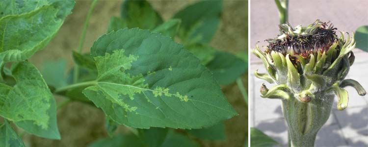 Mildiu: cómo controlar e identificar la enfermedad 6 Hojas de girasol con enfermedad de mildiu