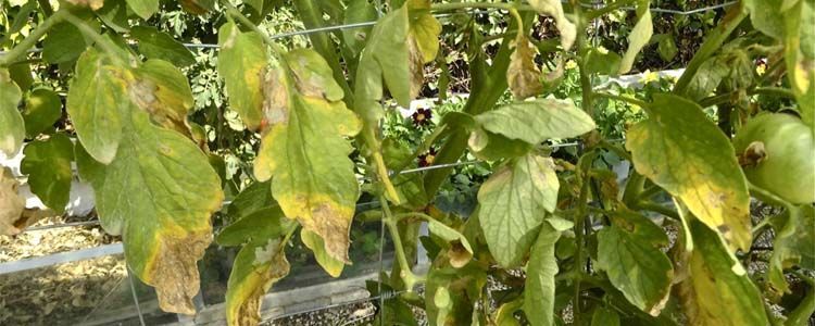 Mildiu: cómo controlar e identificar la enfermedad 3 Síntomas de mildiu en tomate