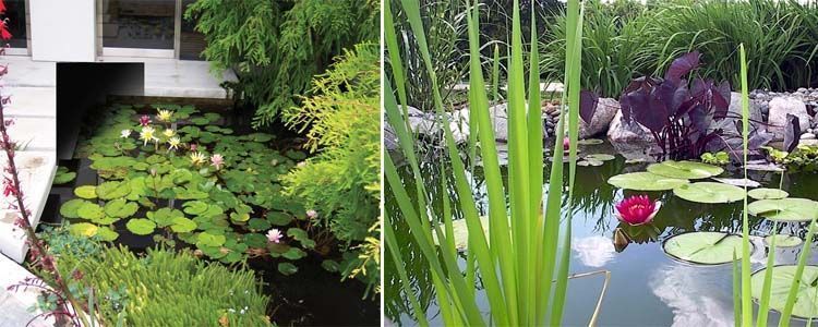 Plantas acuáticas para tu estanque 3 Tipos de plantas acuáticas