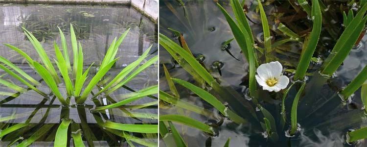 Plantas acuáticas para tu estanque 7 plantas acuáticas Stratiotes aloides