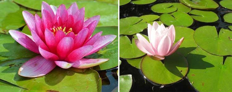 Plantas acuáticas para tu estanque 5 plantas para estanques nenúfares