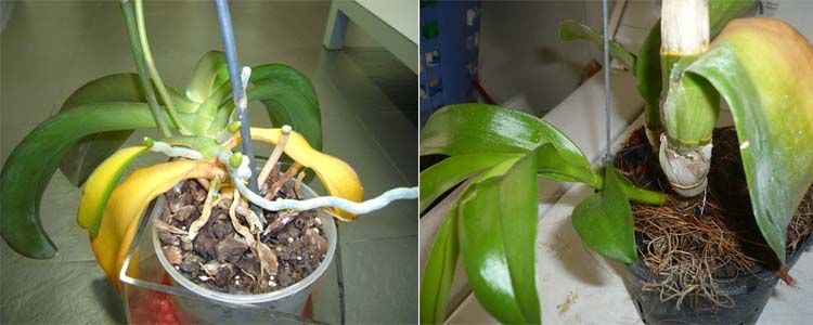 Como cuidar una orquídea en casa 🥇 6 Plantas con hojas amarillas