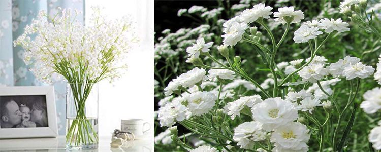 Guía de cultivo y usos de paniculata 3 Características de paniculata