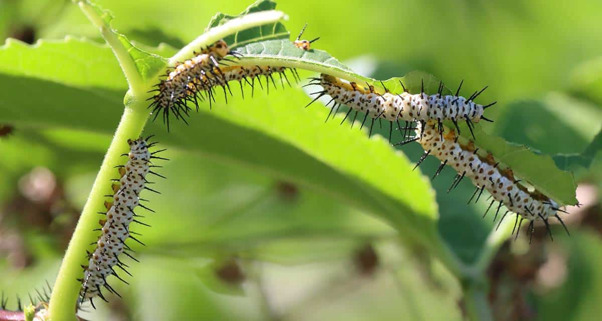 Cipermetrina: guía de uso y aplicaciones 2 Orugas comiendo hojas