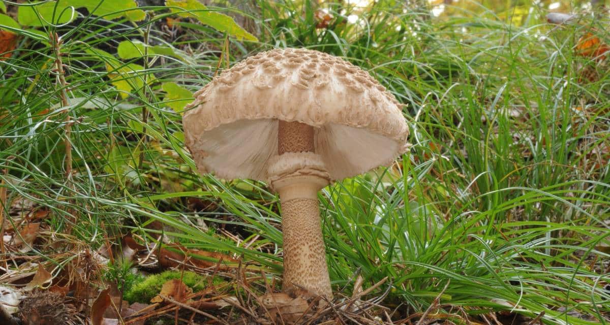 Guía micológica Macrolepiota procera (galamperna) 2 Seta Macrolepiota procera