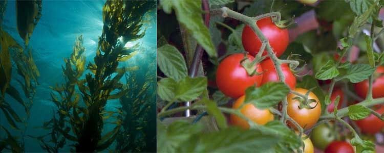 Bioestimulantes y fertilizantes avanzados 4 Algas y bioestimulantes agrícolas