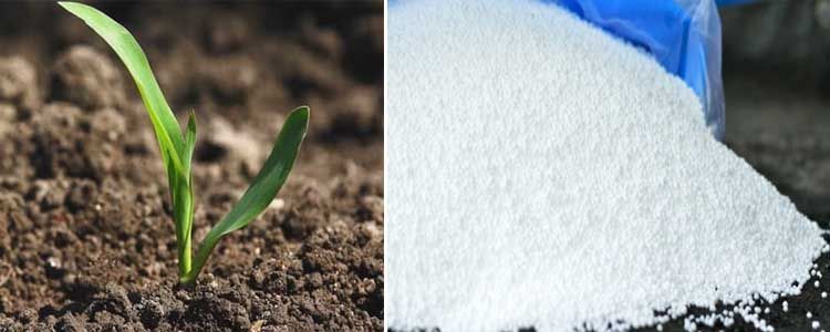 Sulfato de amonio: cómo utilizarlo en agricultura 3 Aplicación de sulfato de amonio