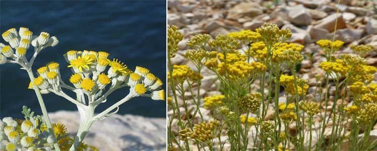 Helichrysum italicum: ficha de planta y características 3 Características de Helichrysum italicum